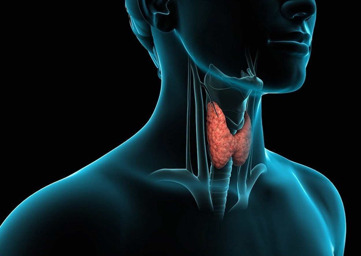 Щитовидная железа. Факторы, способствующие изменениям щитовидной железе.